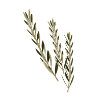 Olivenblätter